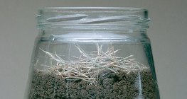 การสังเกตไส้เดือน