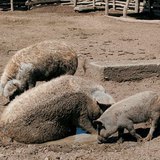 หมูสายพันธุ์ Mangalica