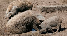 หมูสายพันธุ์ Mangalica