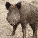 หมูป่า