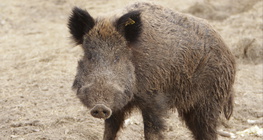 หมูป่า