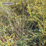 Parlagfű