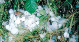 หลังจากพายุลูกเห็บตก