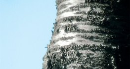 เปลือกของต้นซากุระ