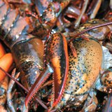 กุ้งมังกร อาหารอันโอชะยอดนิยม