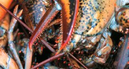 กุ้งมังกร อาหารอันโอชะยอดนิยม