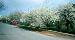 ต้นซากุระ