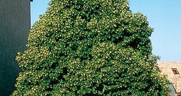 เมเปิ้ลนอร์เวย์กำลังออกดอก