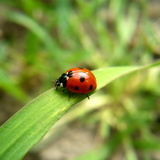 เต่าทอง