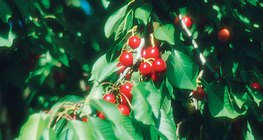 ต้นซากุระ