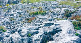 ผิวเคลือบด้วยหินปูน