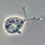 สาเหตุเชิงสาเหตุของ Trichomonas vaginalis (ภาพคอนทราสต์เฟส)
