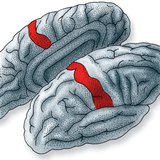 สถานที่ในเปลือกสมองที่มีการประมวลผลข้อมูลจากตัวรับผิวหนัง