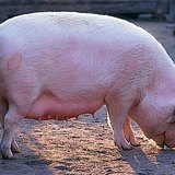 หมูบ้าน