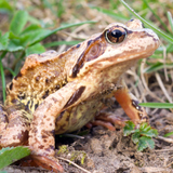 กบ