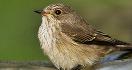 นกกระจิ๊ด