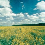 เมฆคิวมูลัส