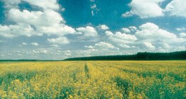 เมฆคิวมูลัส