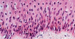 เนื้อเยื่อบุผิว