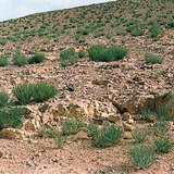 ทะเลทรายหิน