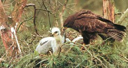 อีแร้งทั่วไปกำลังป้อนอาหารนกตัวเล็ก