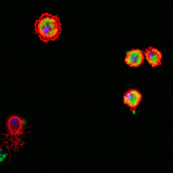 ฮีโมไซต์ Drosophila (สีแดงย้อมสี) กินแบคทีเรีย (สีเขียวย้อมสี)