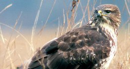 อีแร้งทั่วไป