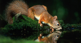 กระรอกกินน้ำ