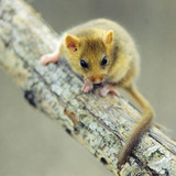 หนู Hazel dormouse