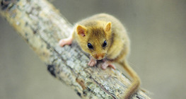 หนู Hazel dormouse
