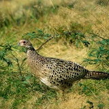 ไก่ฟ้า (ตัวเมีย)