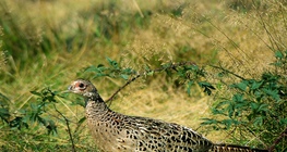 ไก่ฟ้า (ตัวเมีย)