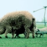 หมูสายพันธุ์ Mangalica