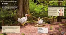 Dodo