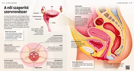 The Female Reproductive System