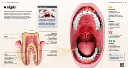 Human teeth