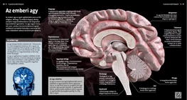 The Human Brain
