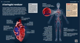 The Circulatory System