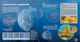 Jellyfish and Sponges: Simple Organisms