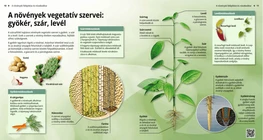 The Vegetative Organs of Plants