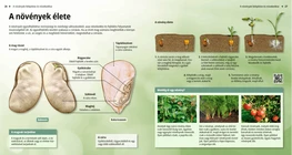 The Life Cycle of Plants