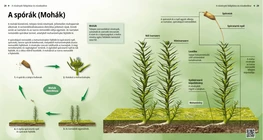 Spores (Mosses)