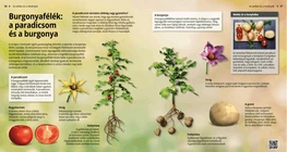Nightshades: Tomatoes and Potatoes