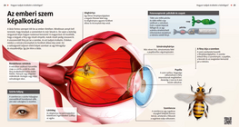 The Mechanism of Vision