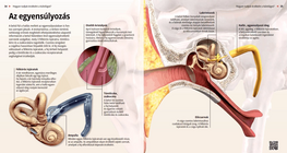 The Sense of Balance