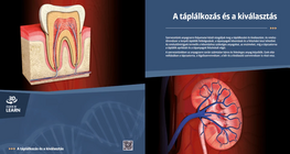 Digestion and Excretion