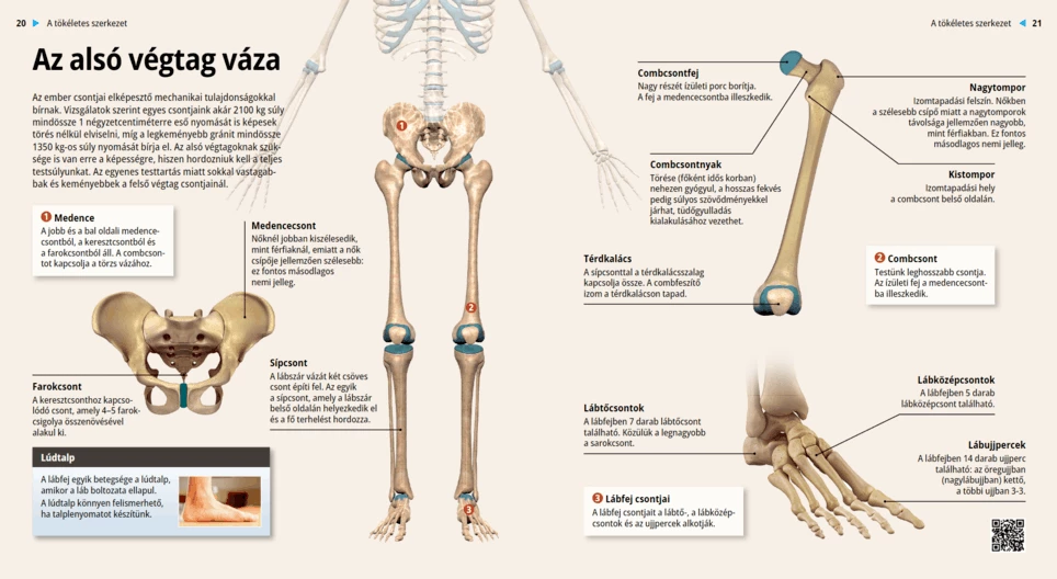 Bones of the Lower Limbs