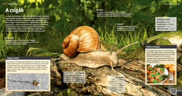 Gastropods: Slow and Slimey