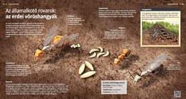 Southern Wood Ants: An Organised Army