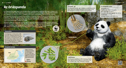 Giant Panda
